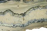 Mammoth Molar Slice With Case - South Carolina #335167-2